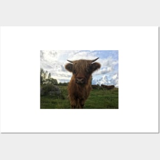 Scottish Highland Cattle Calf 2100 Posters and Art